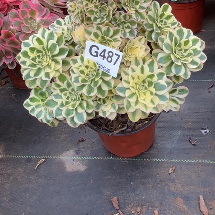 瑞妈，。。。。。。487保时捷