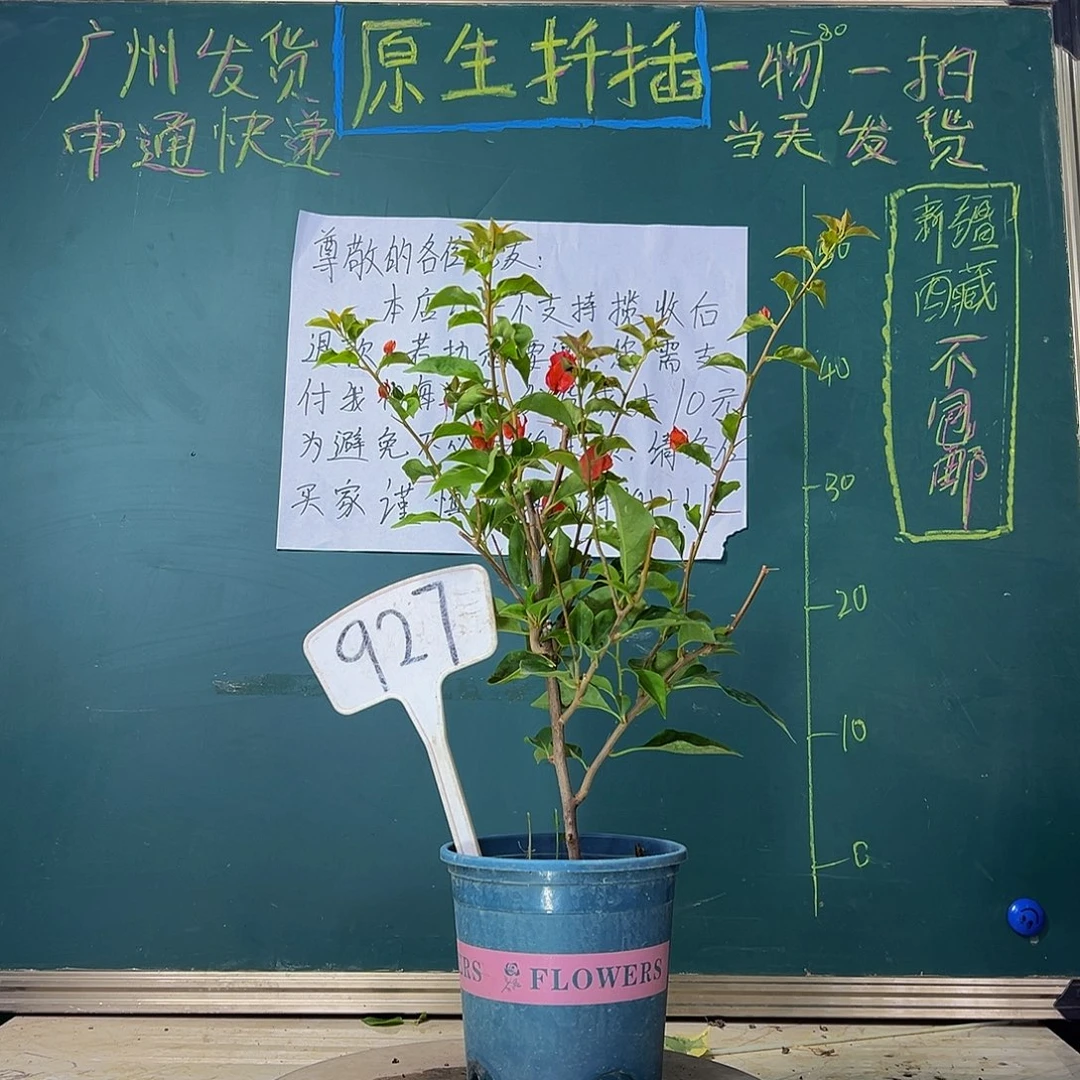 当前无花栽培后可以开花 红灯笼  927