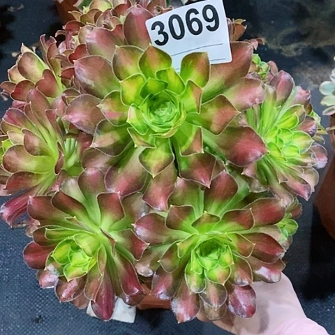 红陶3069韶华多肉 