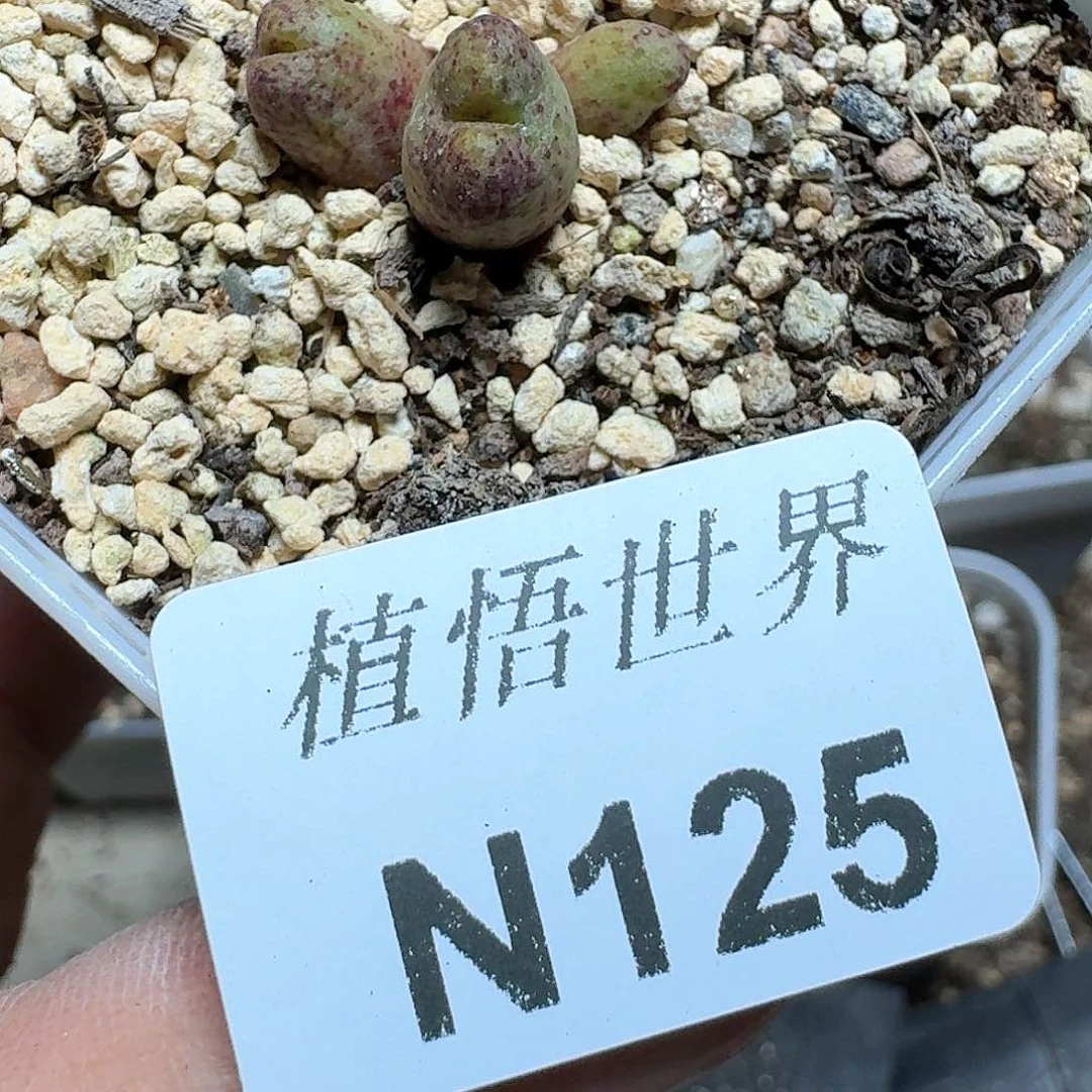 125号多肉Z植物g g g hh h