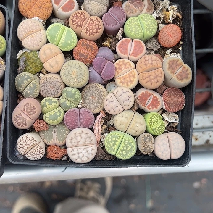 大盆生石花多肉植物