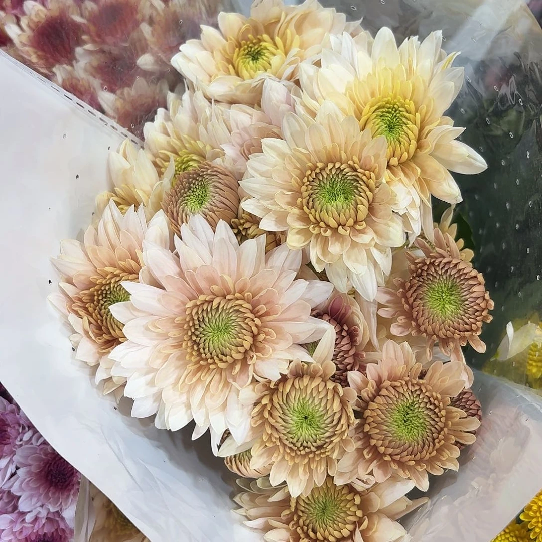 基地 香草琉璃10支