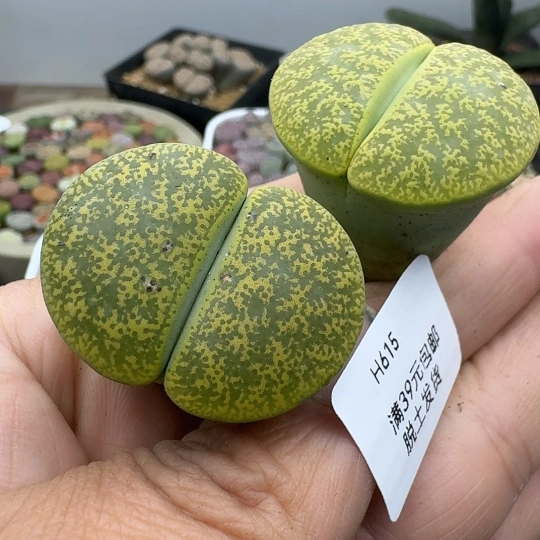 615多肉哈哈哈哈哈哈