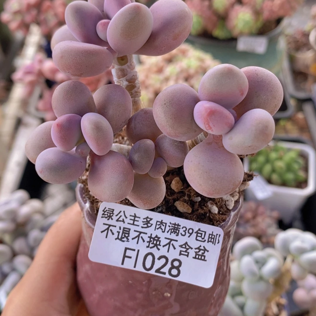 腰子桃蛋6cm1028多肉植物
