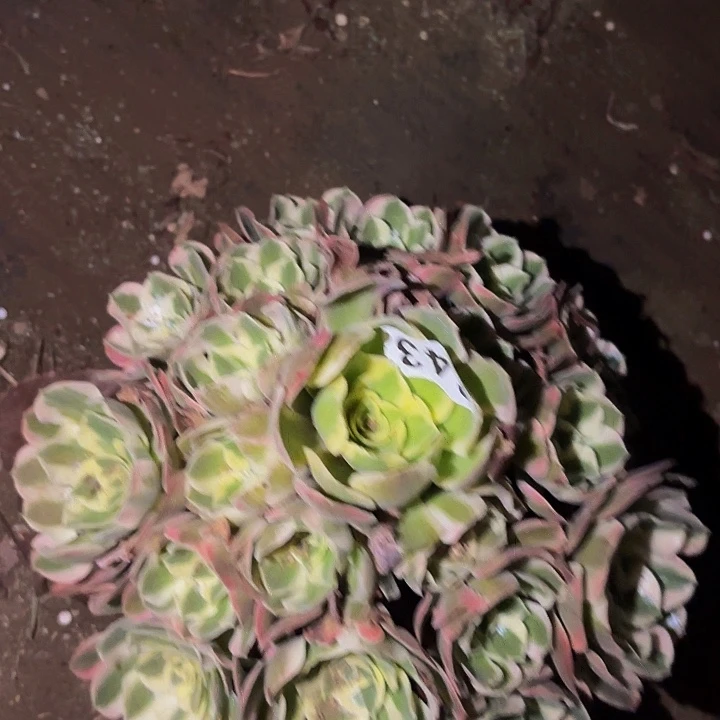 643男神多肉植物不售后