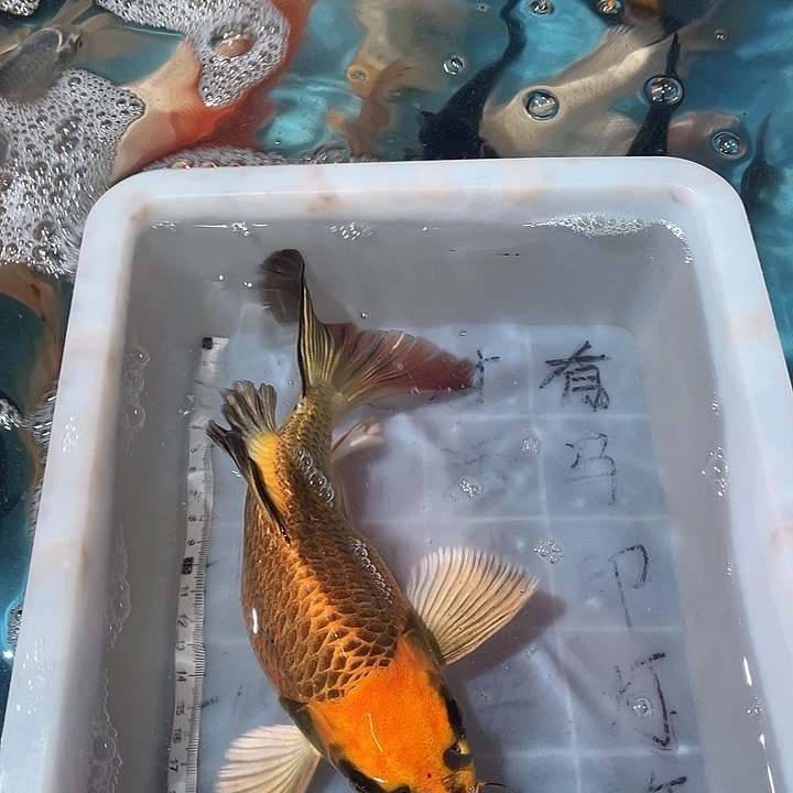 蝴蝶鲤鱼渔场直发53