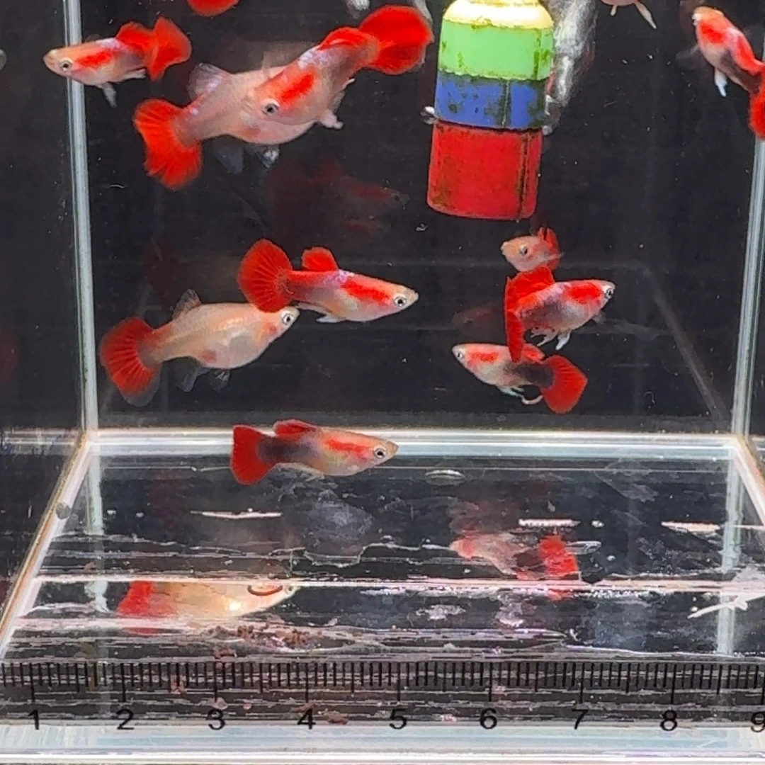 孔雀鱼福利短体黄豹球8➕2备损