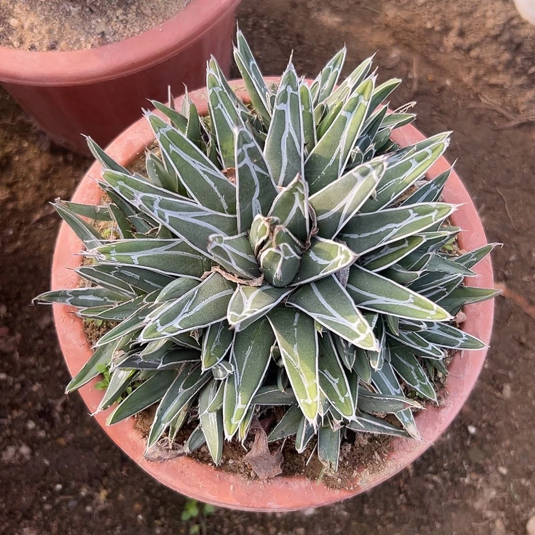 多肉植物屉之雪手捧