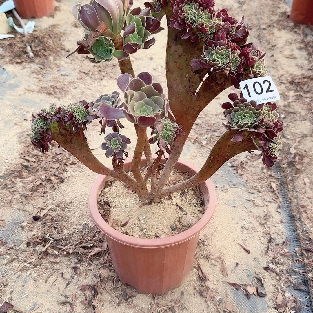 102欧紫一颗呀呀呀呀