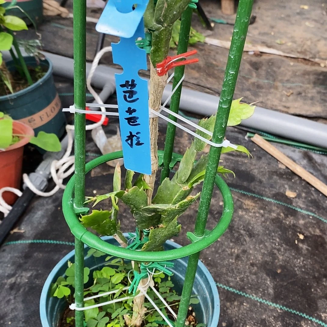 专***兰无花朵福利款双层