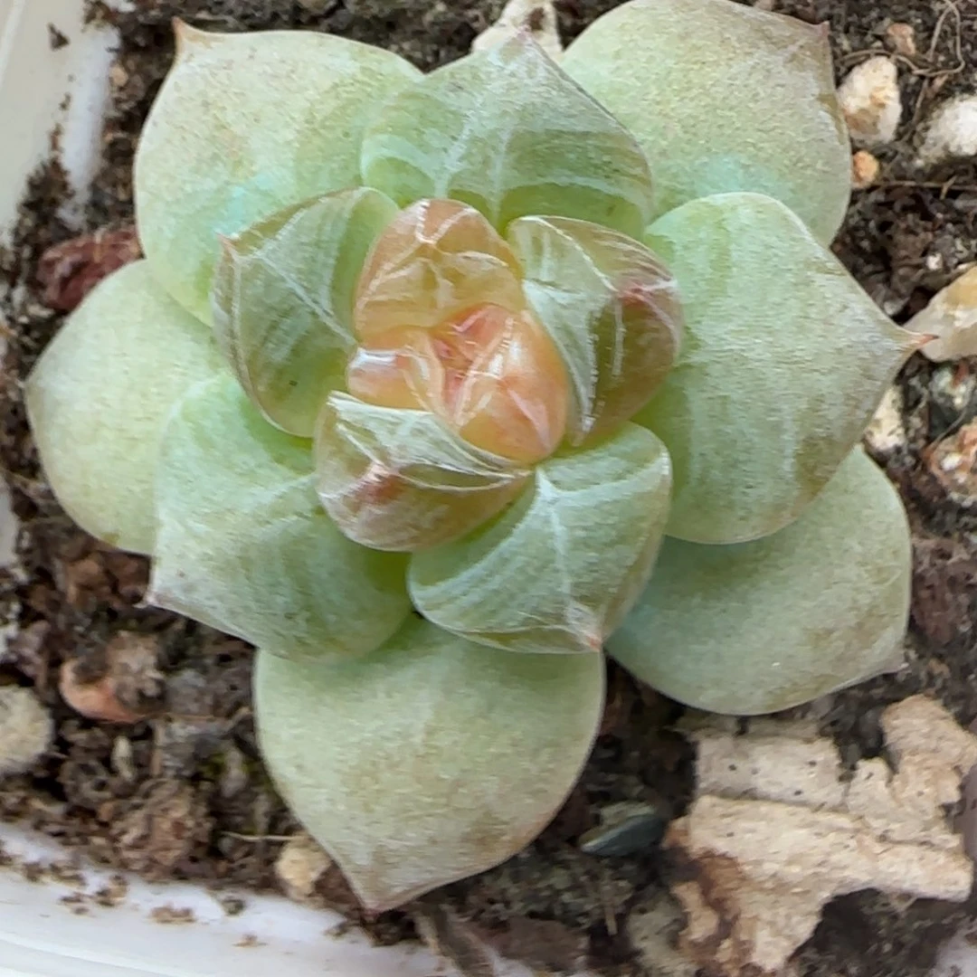 小卡拉米糖心一物一拍
