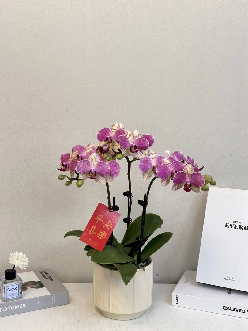 蝴蝶兰【双色鸟】真花 秋冬耐寒花卉 四季开花 多样性发货