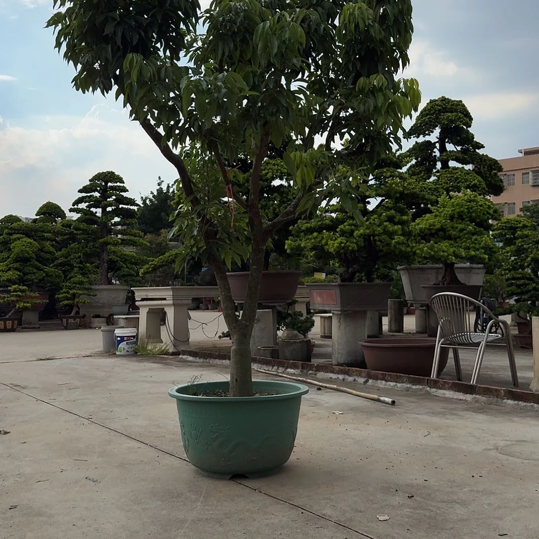 用***8完全开放果树果树果树1111111