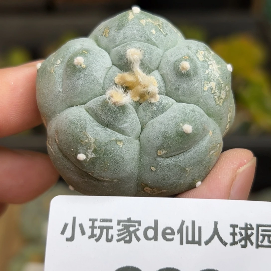 338 仙人球的海啊 鲜