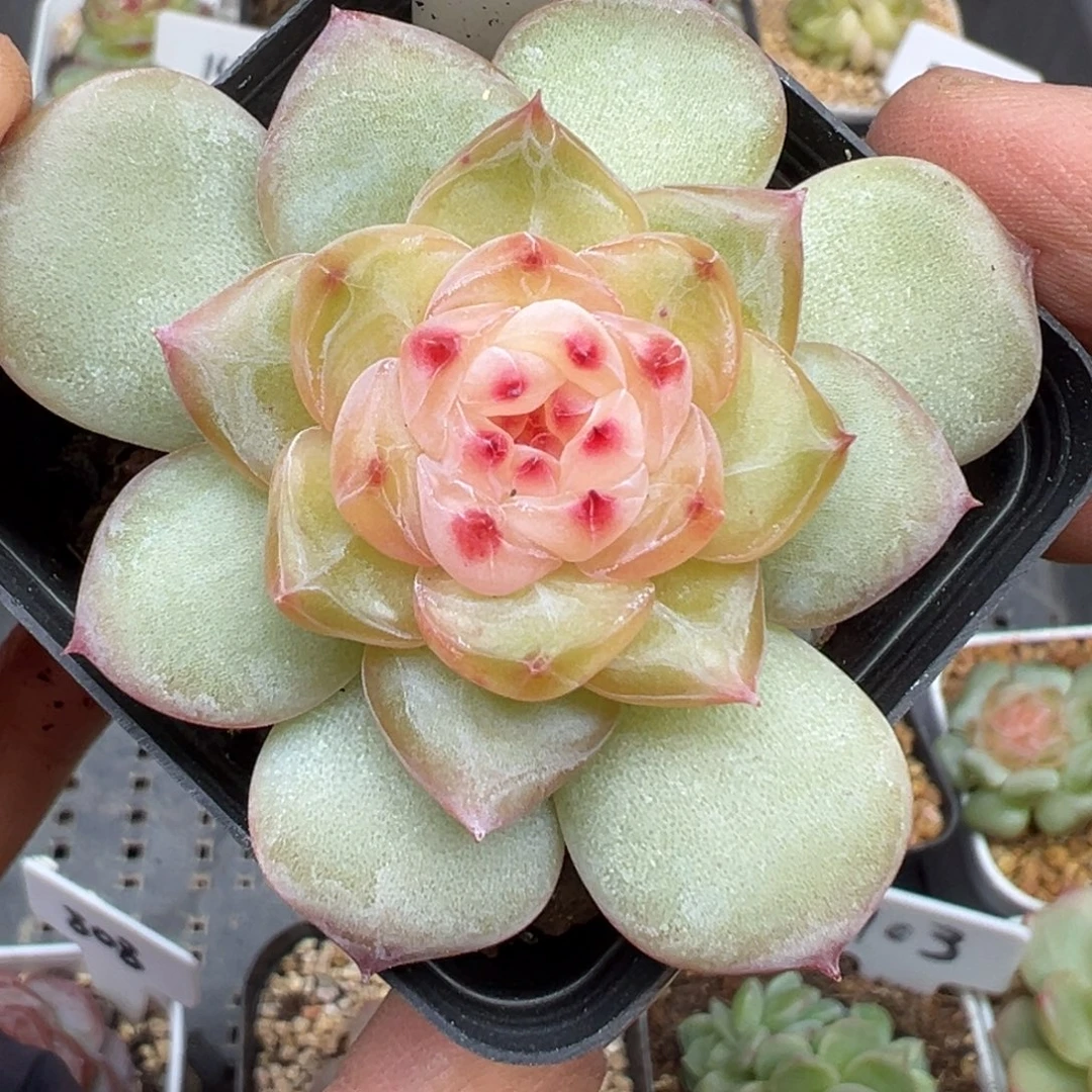 143号风花雪月系列新个体