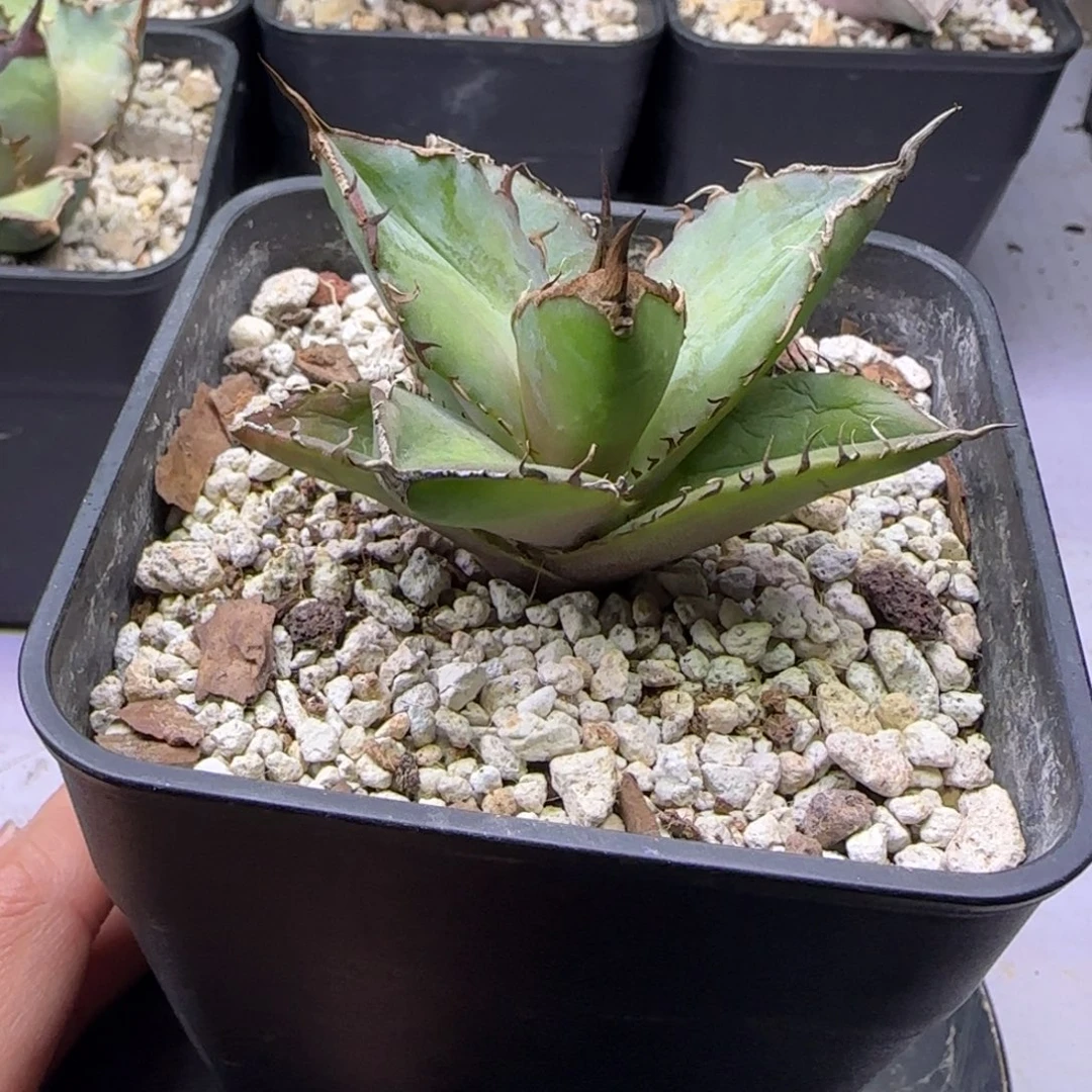 实生仁王冠龙舌兰4