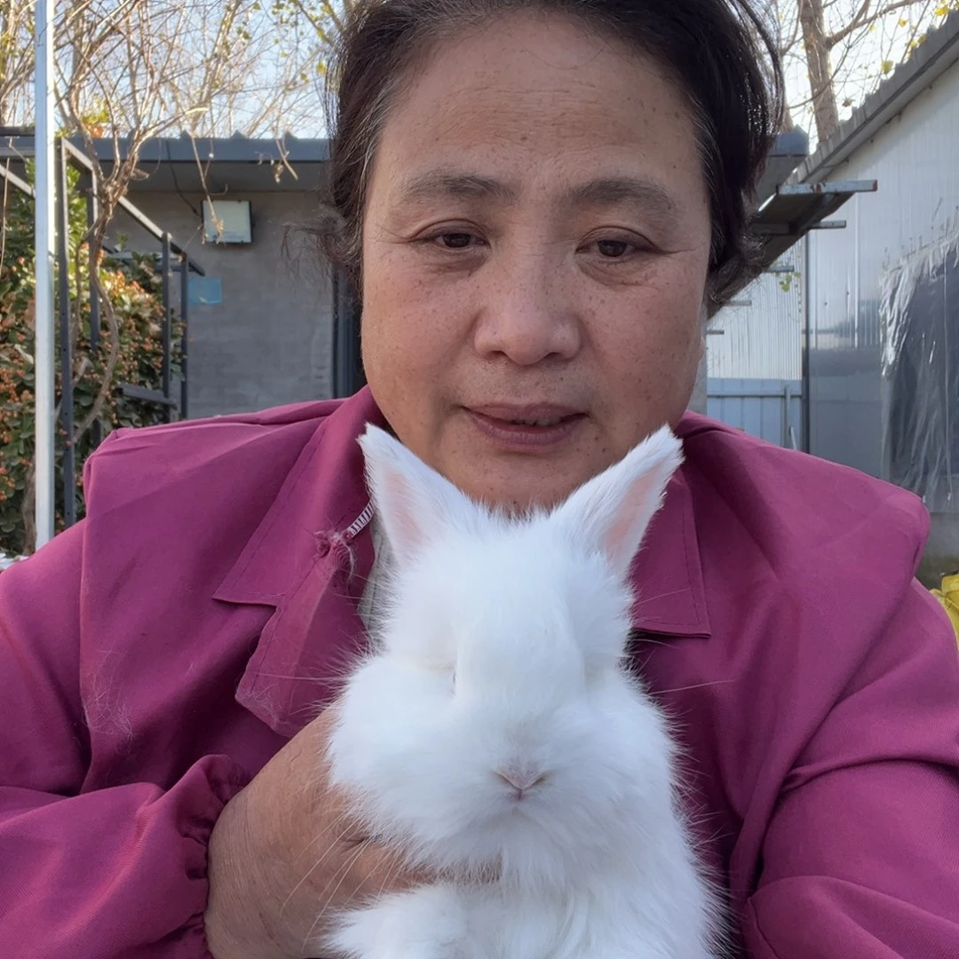 宠物兔英系安哥拉兔