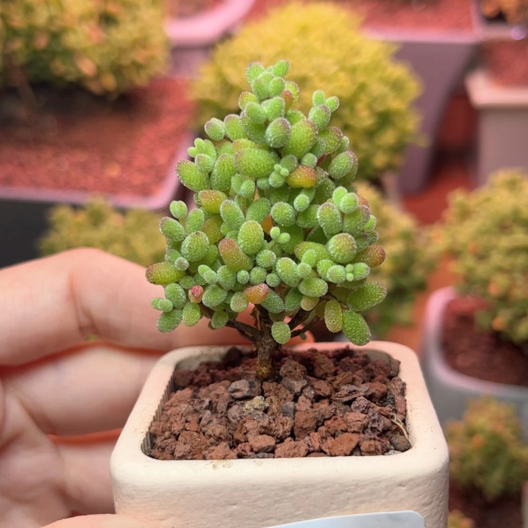 570金桔可爱多肉植物