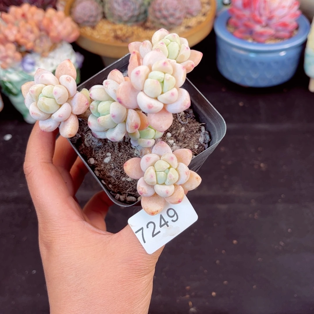 m****f7249老桩罗琦多肉