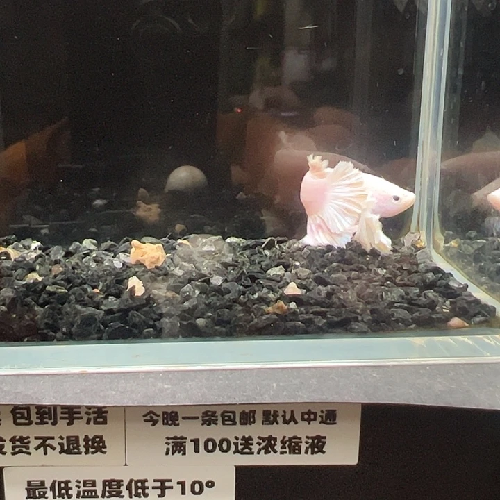 斗鱼竞拍跑单4日59