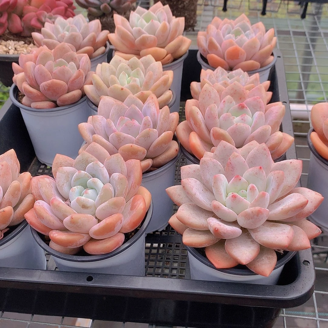 两颗奥橙24567788999000