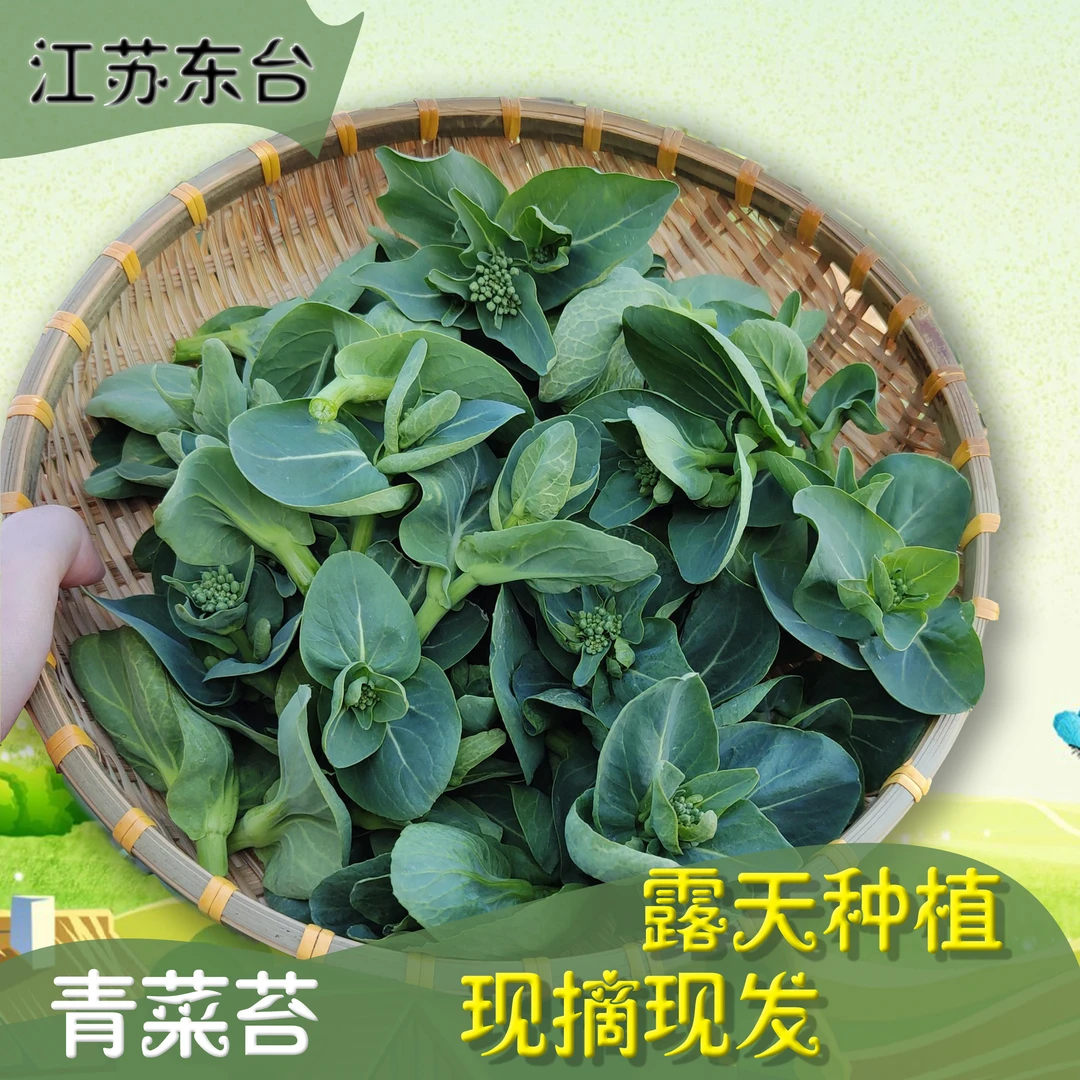 【苏北露天菜苔】露天霜冻菜苔