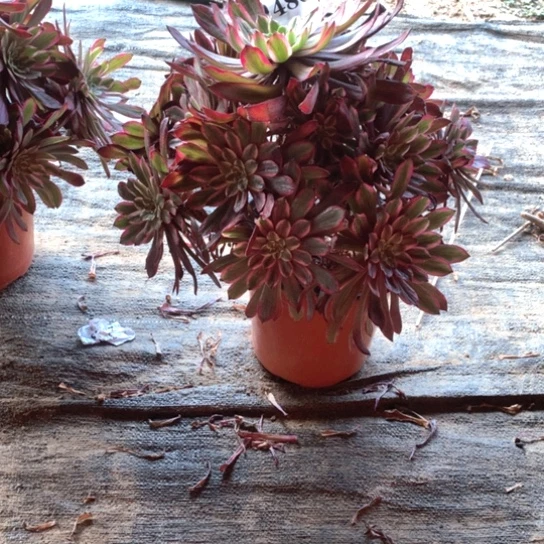 雨*石多肉植物仙子480