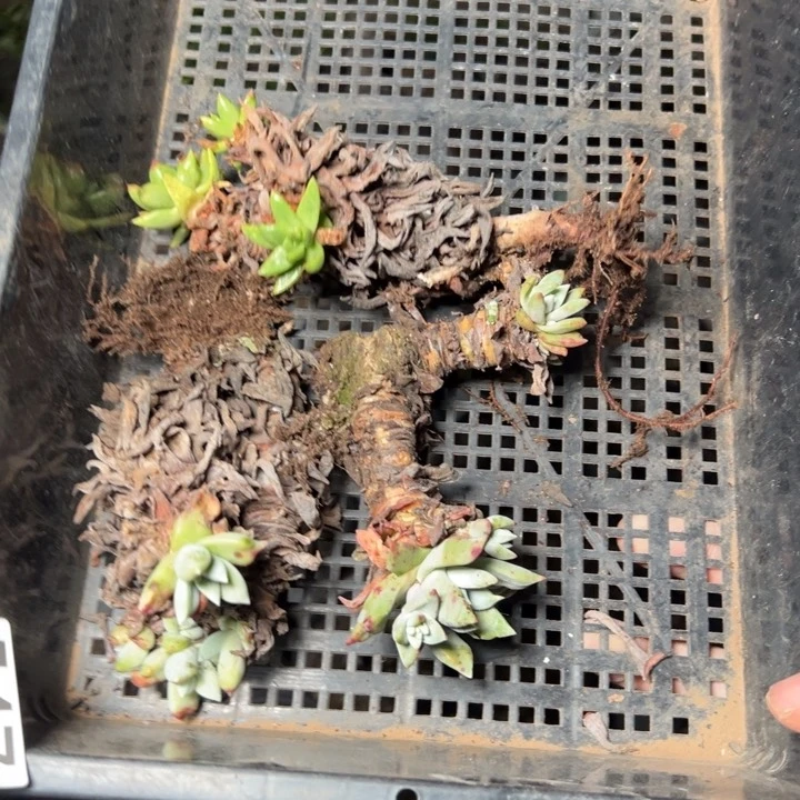 547个哈哈哈哈哈哈哈哈