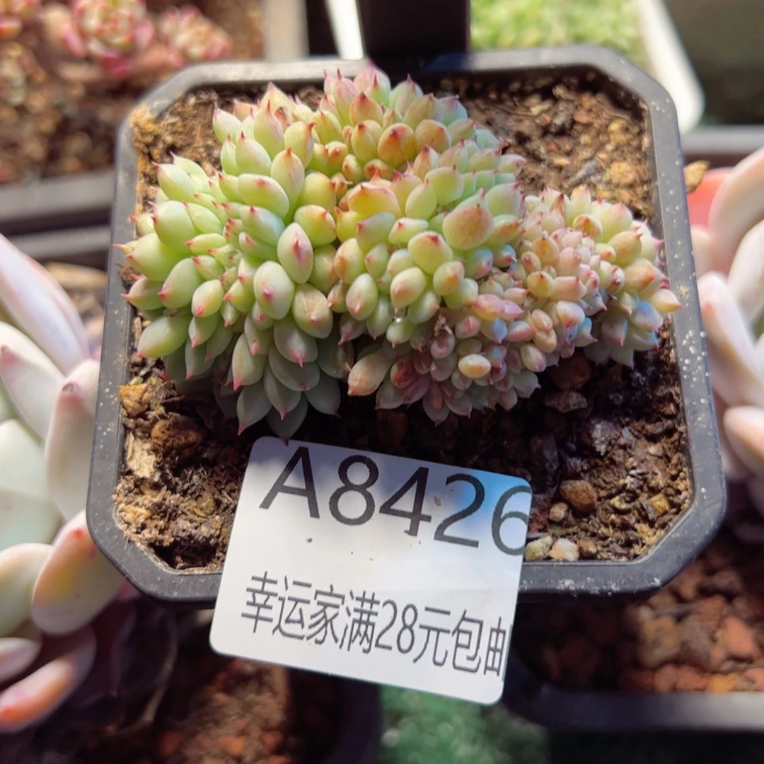 如*✨幸运的是我的朋友