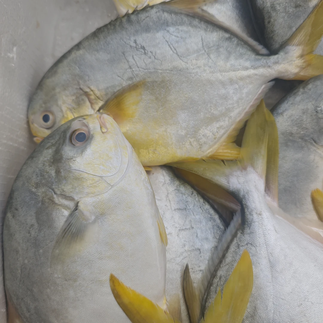 大金鲳鱼 约2300g-2500g/份