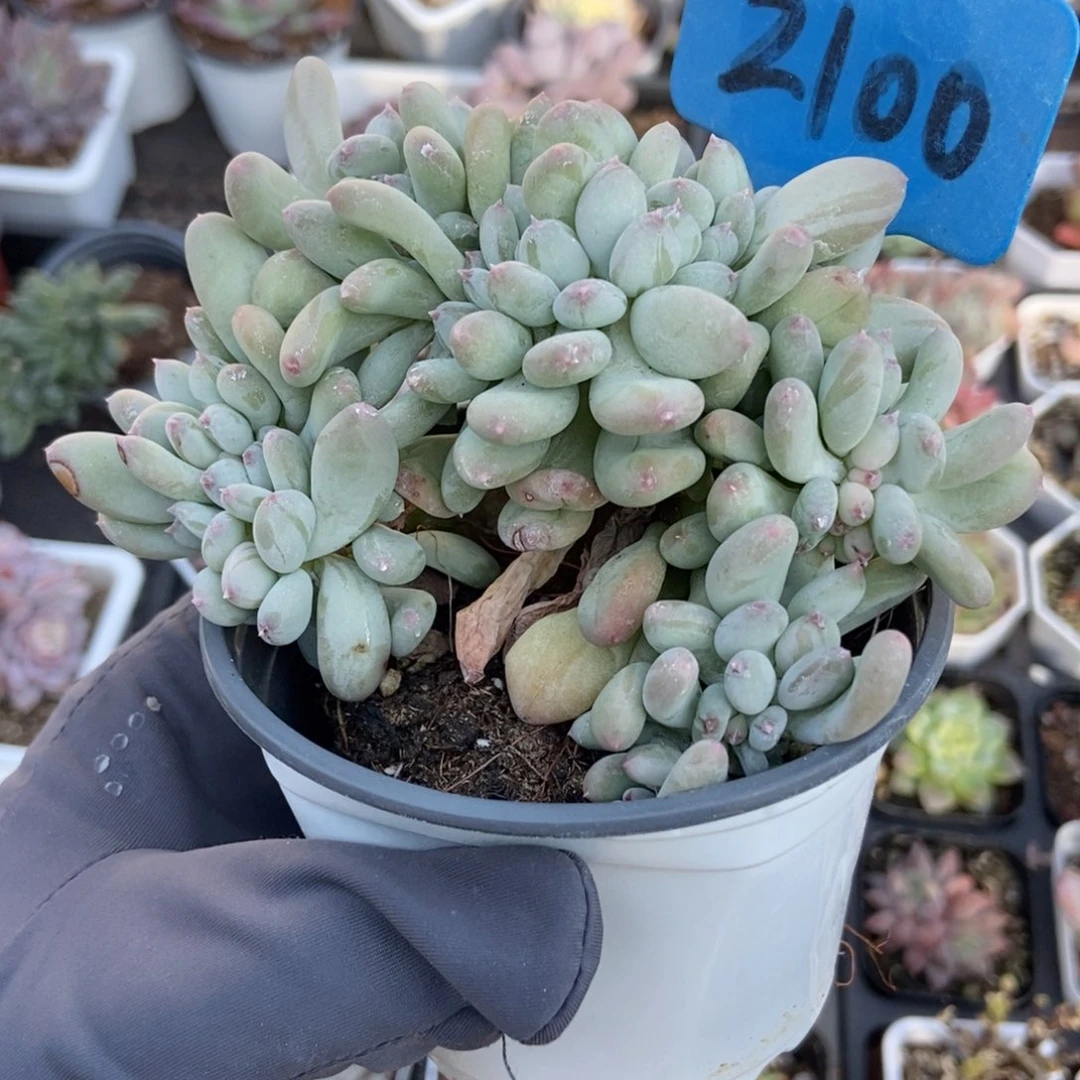 2100糖豆奶缀多肉植物