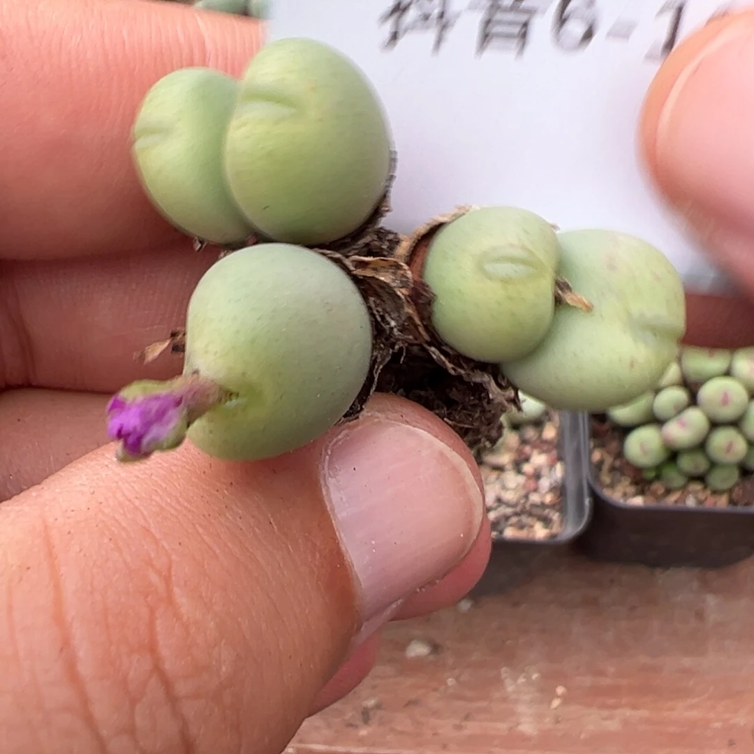 6-11肉锥多肉植物