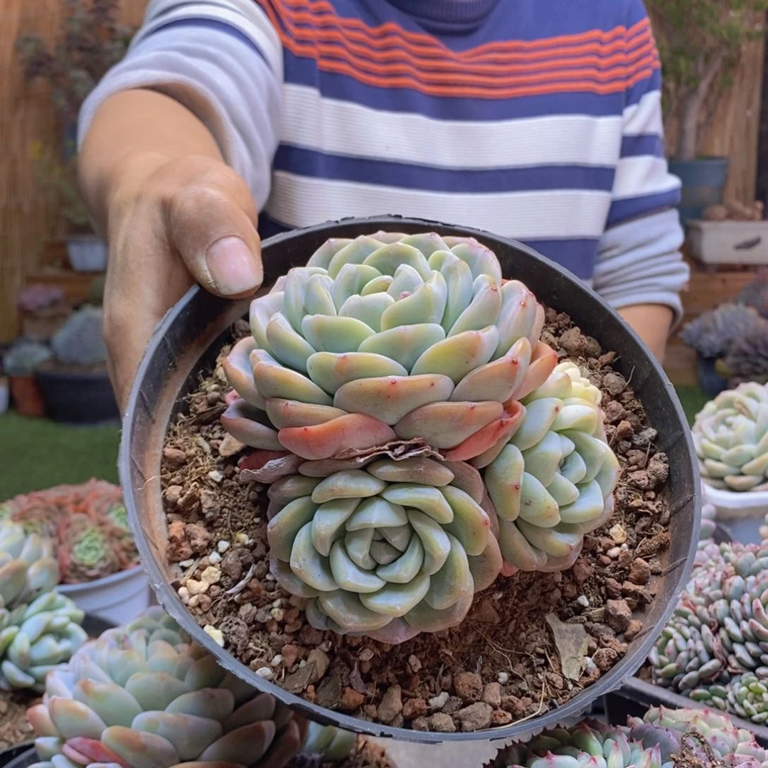 温**月A9冰玉多肉植物