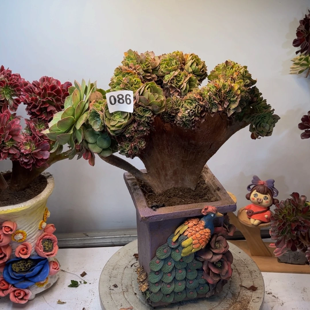 多肉植物万缀有干巴086