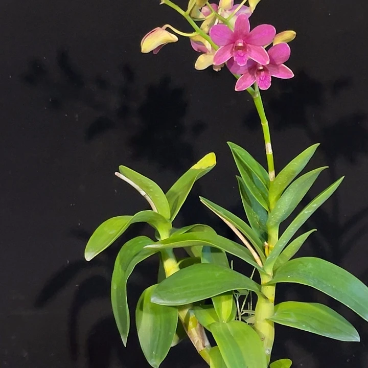 当前无花朵，栽培后可花朵夕雾548