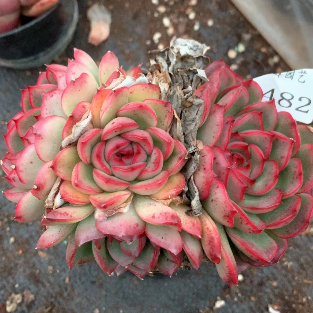 4482杂交多肉植物