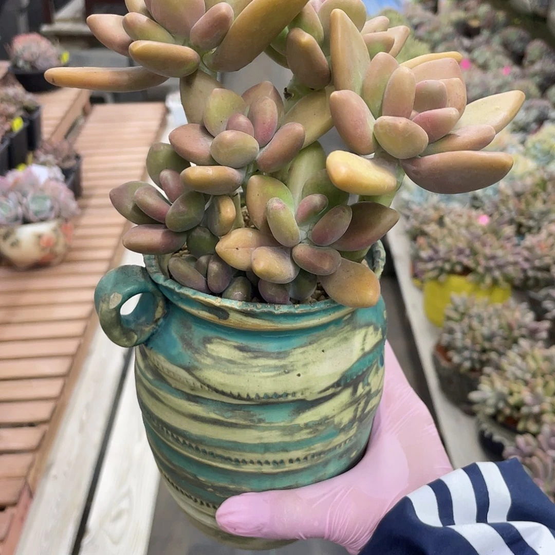 正版芒果奶酪7头