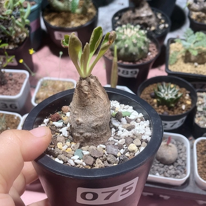 075产地土拨鼠大戟块根