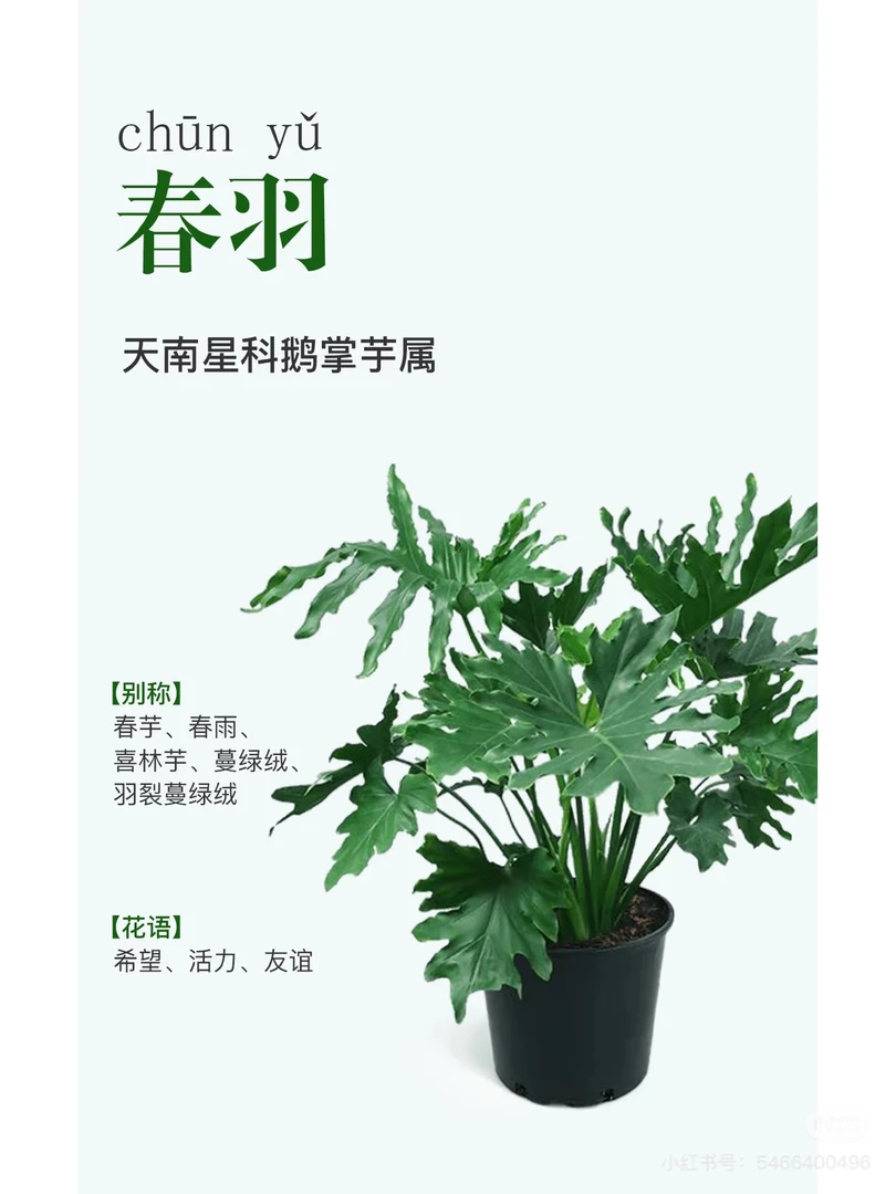 春羽南天竹绿植盆栽室内水培植物易养活四季常青客厅卧室花卉