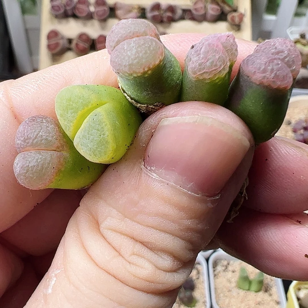 无花朵风铃一手包邮