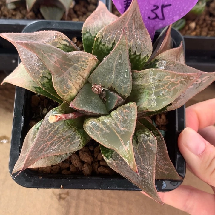 酒吞童子寿一物一拍