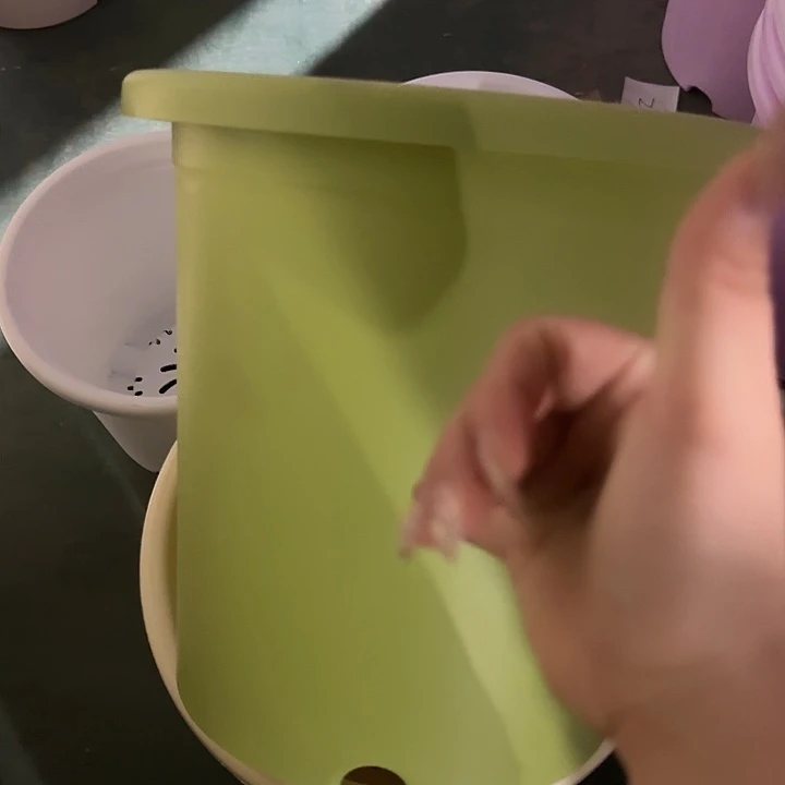 四季7号果绿无托6个特价微瑕