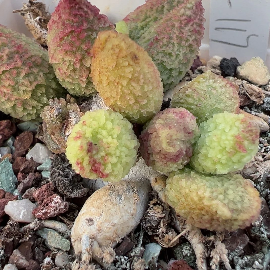 实生新品多头纯木质桩