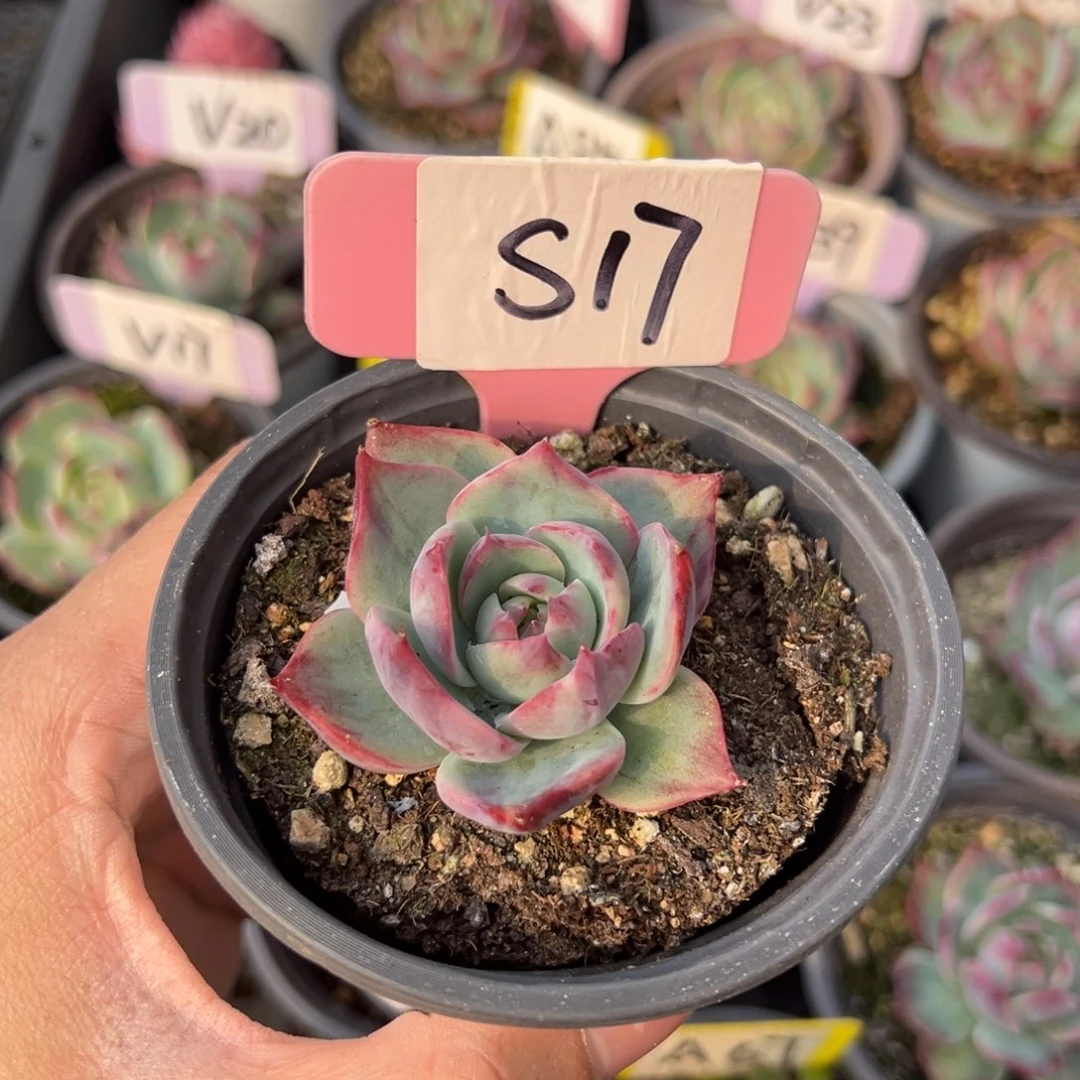 优**生S17惊鸿单头多肉