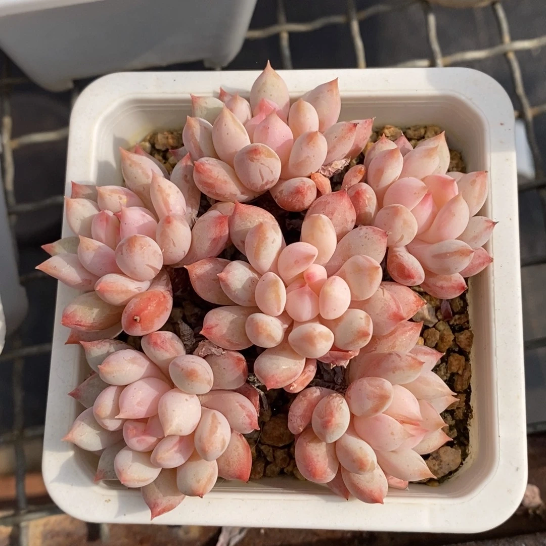 明珠美人手捧新疆