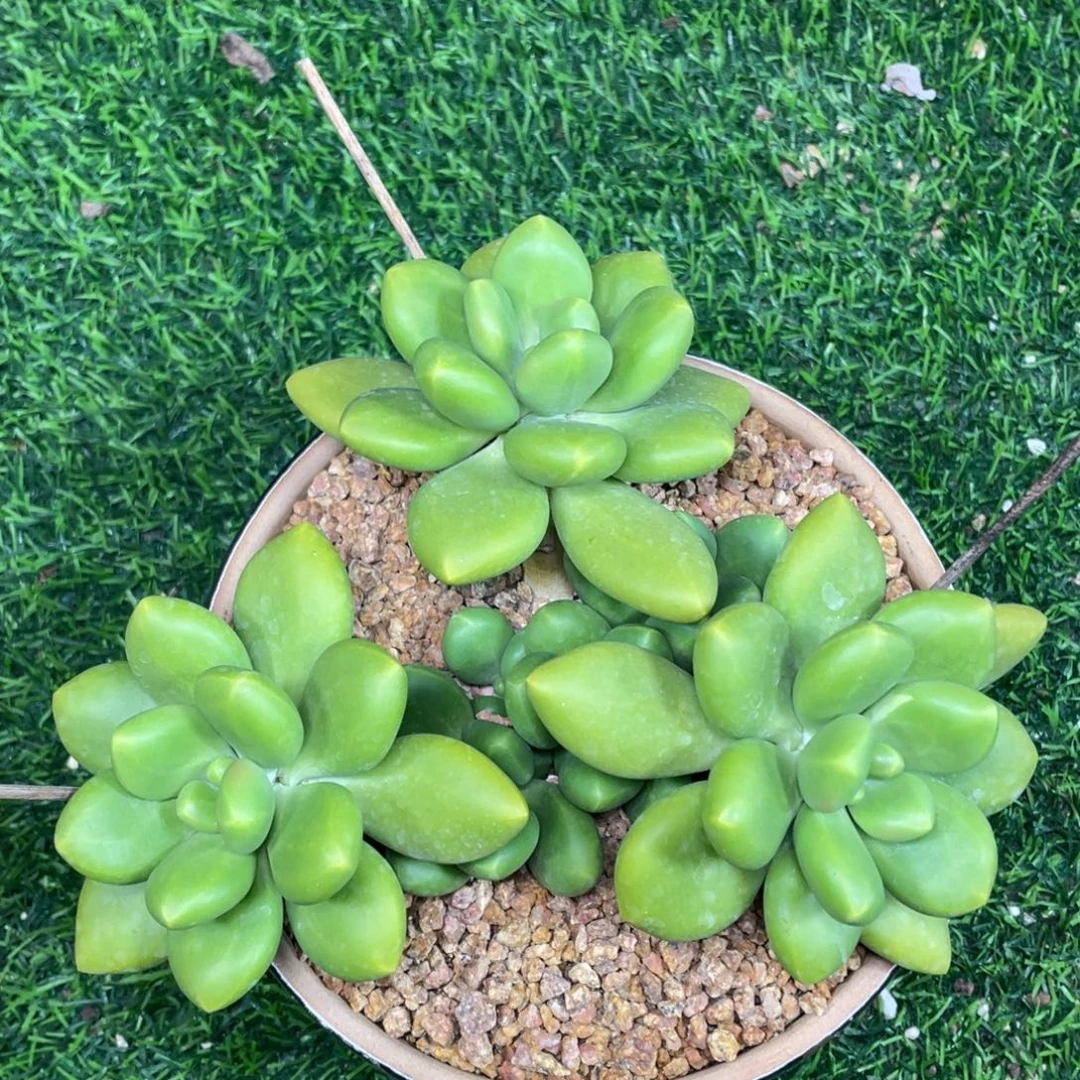 正版芒果奶多肉植物