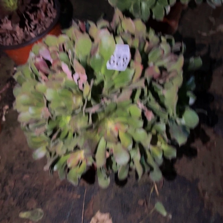 829邵修七彩多肉植物不售后