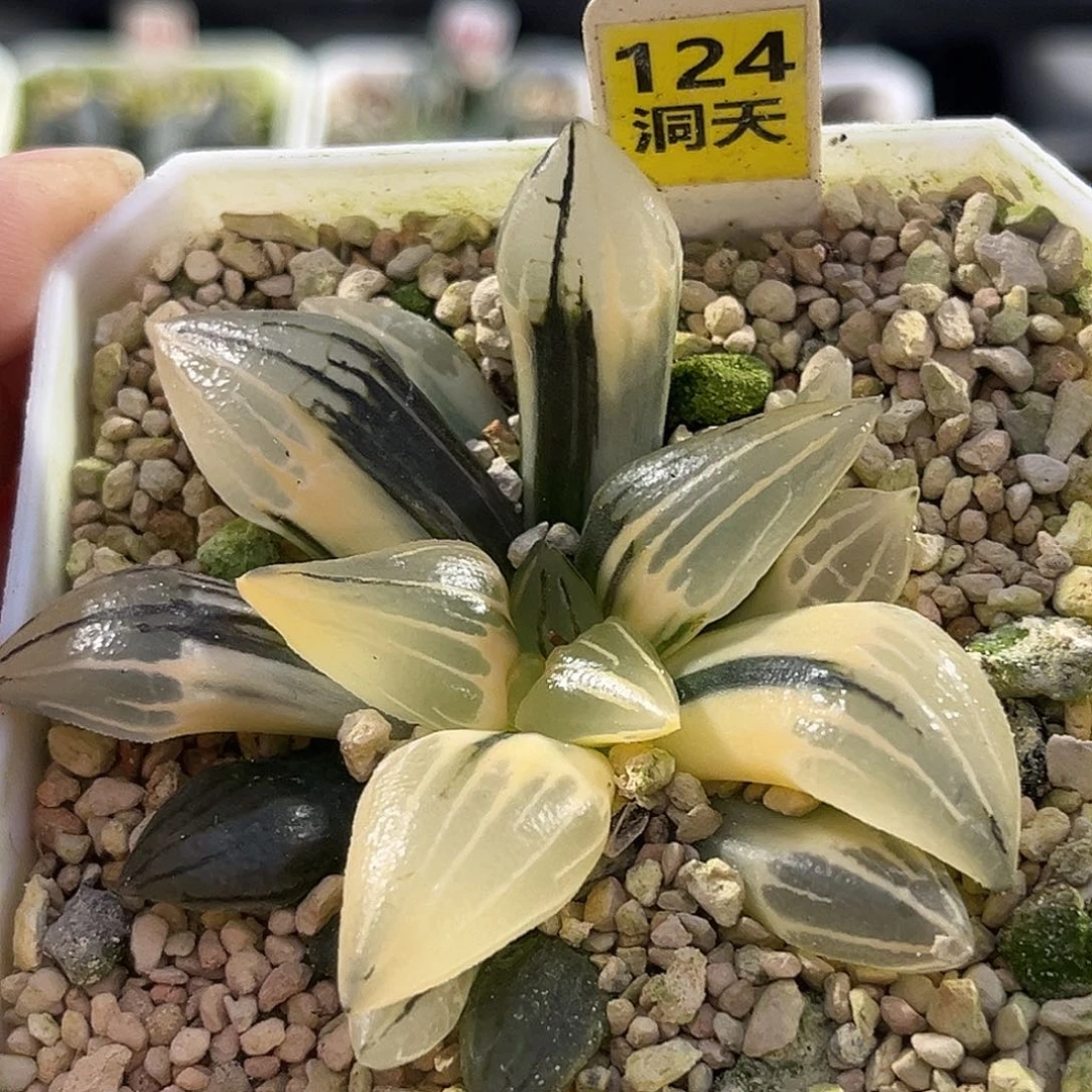 124西瓜寿锦福利福利