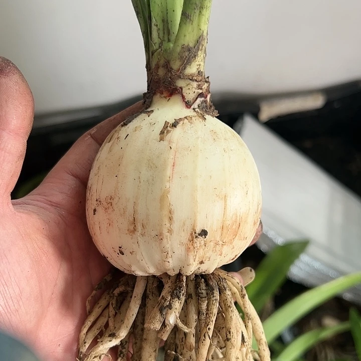 鬼魅，直径7加，剪短叶子发货