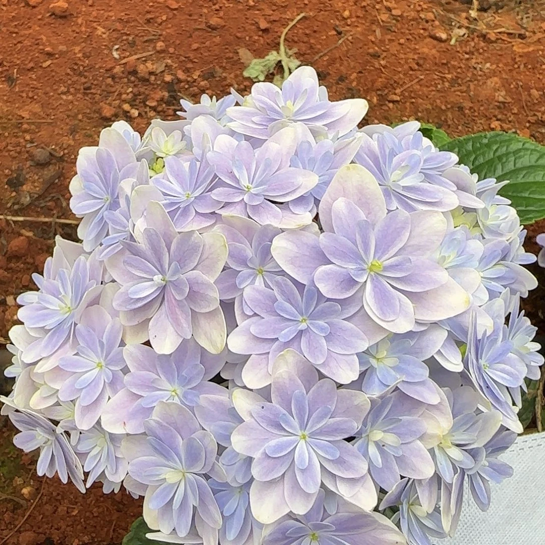 绣球切花一物一拍3支起包邮，12